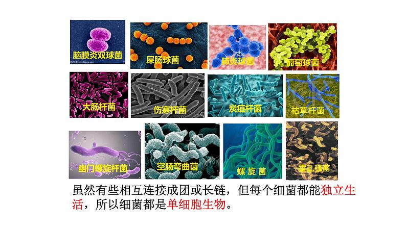 初中  生物  人教版（2024）  七年级上册第二节 细菌 课件第8页