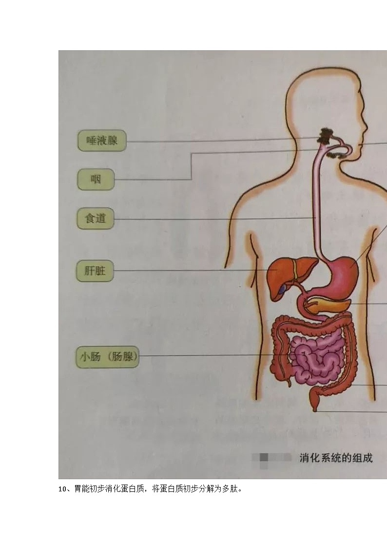 冀少版初中生物七年级下册知识点第2页