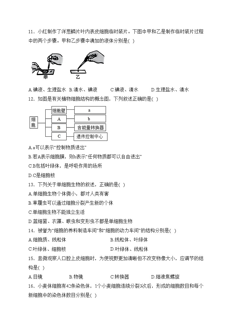 河南省洛阳市偃师区2024-2025学年七年级上学期11月期中考试生物试卷(含答案)第3页