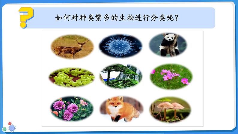 七年级上册生物人教版（2024）第一节 尝试对生物进行分类 课件第5页