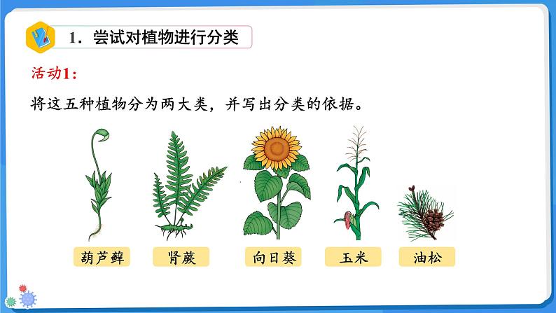 七年级上册生物人教版（2024）第一节 尝试对生物进行分类 课件第7页