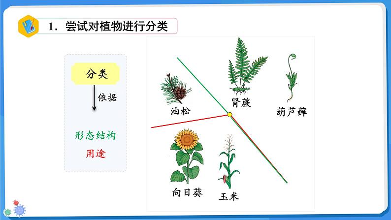 七年级上册生物人教版（2024）第一节 尝试对生物进行分类 课件第8页