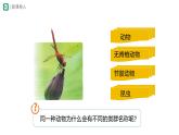 七年级上册生物学人教版（2024）第二节 从种到界 课件