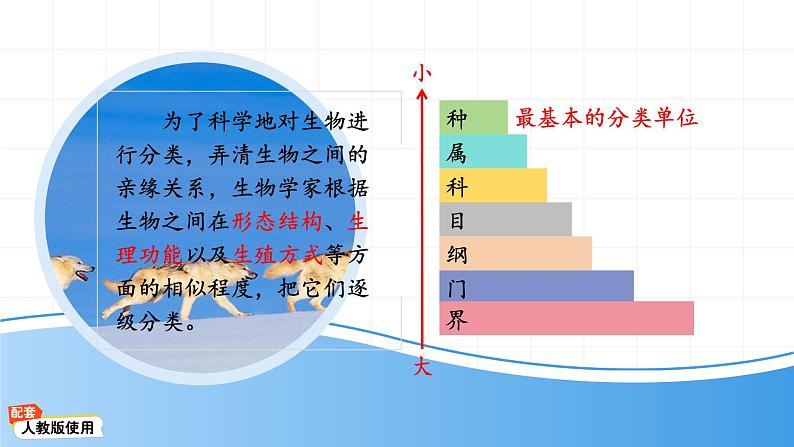 七年级上册生物学人教版（2024）第二节 从种到界 课件第5页