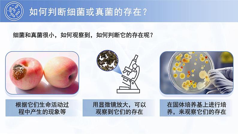 七年级上册生物学人教版（2024）第三章第一节 微生物的分布 课件第5页