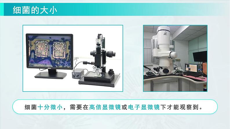 七年级上册生物学人教版（2024）第三章第二节 细菌  课件第7页