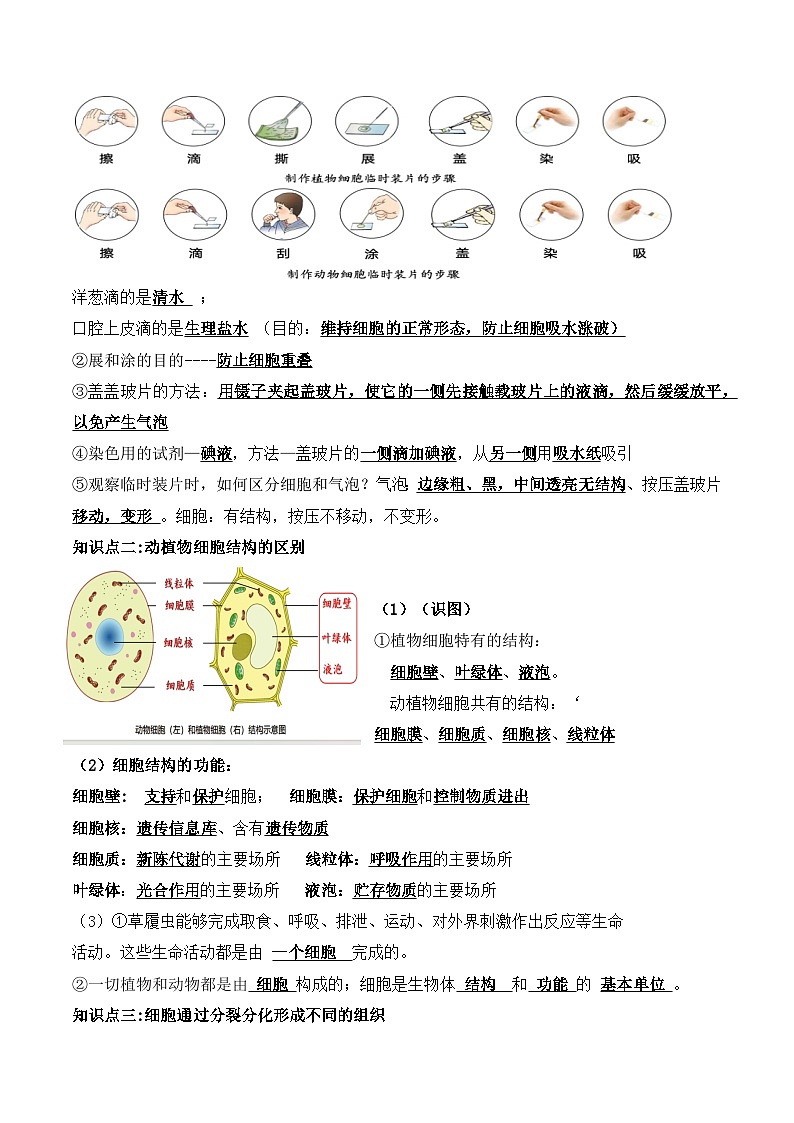 济南版（2024新版）生物七年级上册期末复习考点背诵提纲 学案第3页