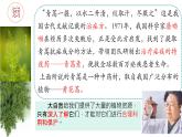 初中  生物  人教版（2024）  七年级上册第一节 藻类、 苔藓和蕨类 课件