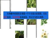 初中  生物  人教版（2024）  七年级上册第一节 藻类、 苔藓和蕨类 课件