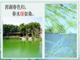初中  生物  人教版（2024）  七年级上册第一节 藻类、 苔藓和蕨类 课件