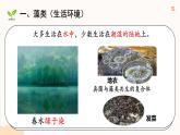 初中  生物  人教版（2024）  七年级上册第一节 藻类、 苔藓和蕨类 课件