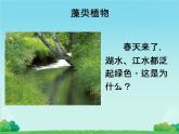 初中  生物  人教版（2024）  七年级上册第一节 藻类、 苔藓和蕨类 课件