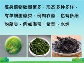 初中  生物  人教版（2024）  七年级上册第一节 藻类、 苔藓和蕨类 课件
