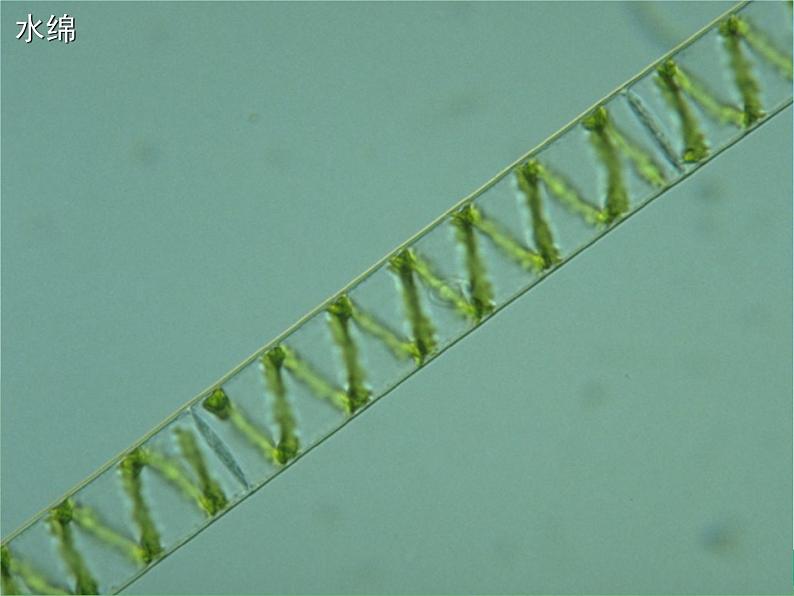 初中  生物  人教版（2024）  七年级上册第一节 藻类、 苔藓和蕨类 课件第7页