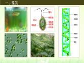 初中  生物  人教版（2024）  七年级上册第一节 藻类、 苔藓和蕨类 课件