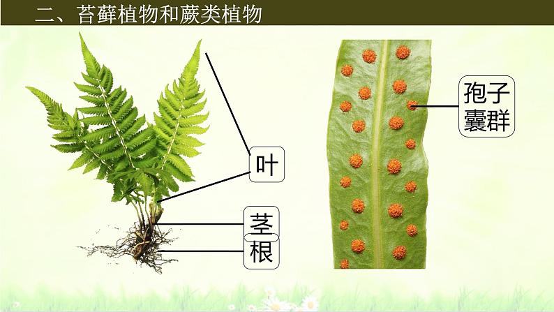 初中  生物  人教版（2024）  七年级上册第一节 藻类、 苔藓和蕨类 课件第8页