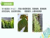 初中  生物  人教版（2024）  七年级上册第一节 藻类、 苔藓和蕨类 课件
