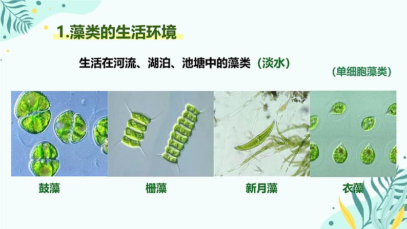 初中  生物  人教版（2024）  七年级上册第一节 藻类、 苔藓和蕨类 课件第7页