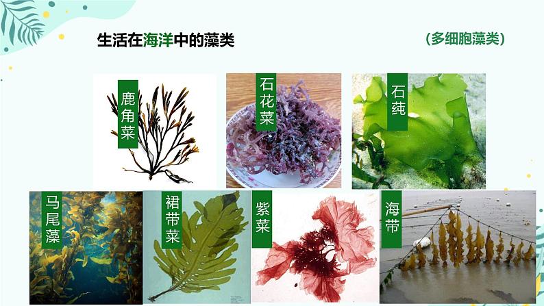 初中  生物  人教版（2024）  七年级上册第一节 藻类、 苔藓和蕨类 课件第8页