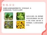 初中  生物  人教版（2024）  七年级上册第一节 藻类、 苔藓和蕨类 课件