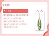 初中  生物  人教版（2024）  七年级上册第一节 藻类、 苔藓和蕨类 课件