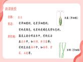 初中  生物  人教版（2024）  七年级上册第一节 藻类、 苔藓和蕨类 课件