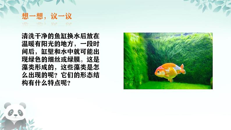 初中  生物  人教版（2024）  七年级上册第一节 藻类、 苔藓和蕨类 课件第3页