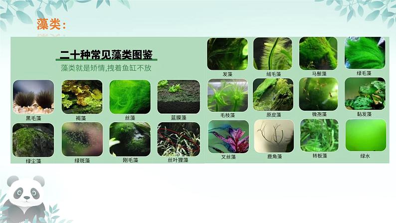 初中  生物  人教版（2024）  七年级上册第一节 藻类、 苔藓和蕨类 课件第4页