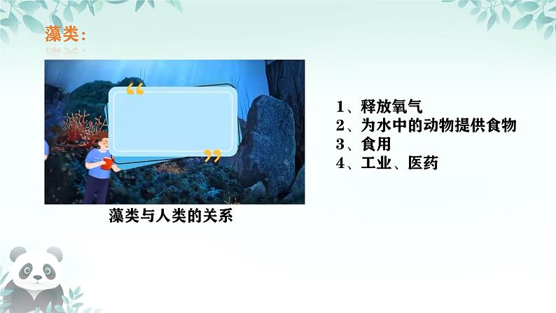 初中  生物  人教版（2024）  七年级上册第一节 藻类、 苔藓和蕨类 课件第8页