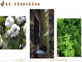 初中  生物  人教版（2024）  七年级上册第一节 藻类、 苔藓和蕨类 课件
