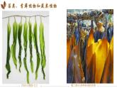 初中  生物  人教版（2024）  七年级上册第一节 藻类、 苔藓和蕨类 课件