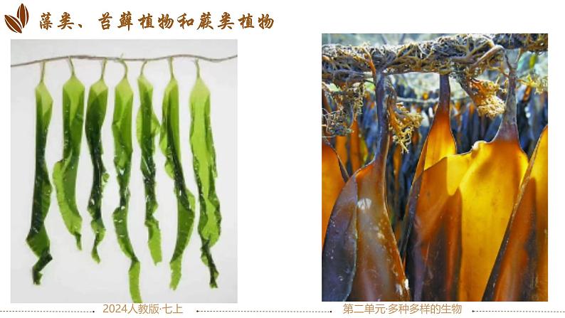 初中  生物  人教版（2024）  七年级上册第一节 藻类、 苔藓和蕨类 课件第4页