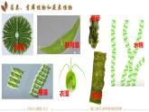 初中  生物  人教版（2024）  七年级上册第一节 藻类、 苔藓和蕨类 课件