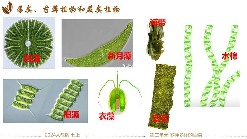 初中  生物  人教版（2024）  七年级上册第一节 藻类、 苔藓和蕨类 课件第5页