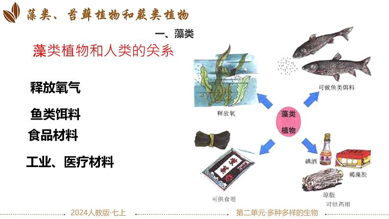 初中  生物  人教版（2024）  七年级上册第一节 藻类、 苔藓和蕨类 课件第8页