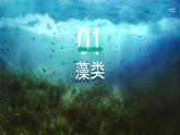 初中  生物  人教版（2024）  七年级上册第一节 藻类、 苔藓和蕨类 课件