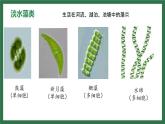初中  生物  人教版（2024）  七年级上册第一节 藻类、 苔藓和蕨类 课件