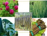 初中  生物  人教版（2024）  七年级上册第一节 藻类、 苔藓和蕨类 课件