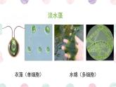 初中  生物  人教版（2024）  七年级上册第一节 藻类、 苔藓和蕨类 课件