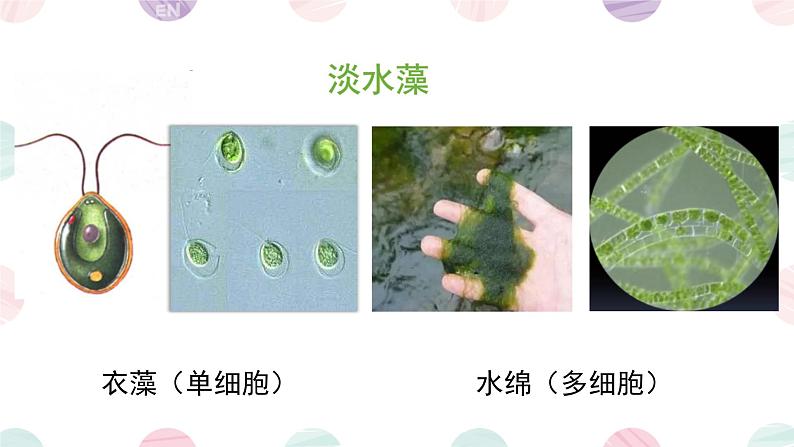 初中  生物  人教版（2024）  七年级上册第一节 藻类、 苔藓和蕨类 课件第5页