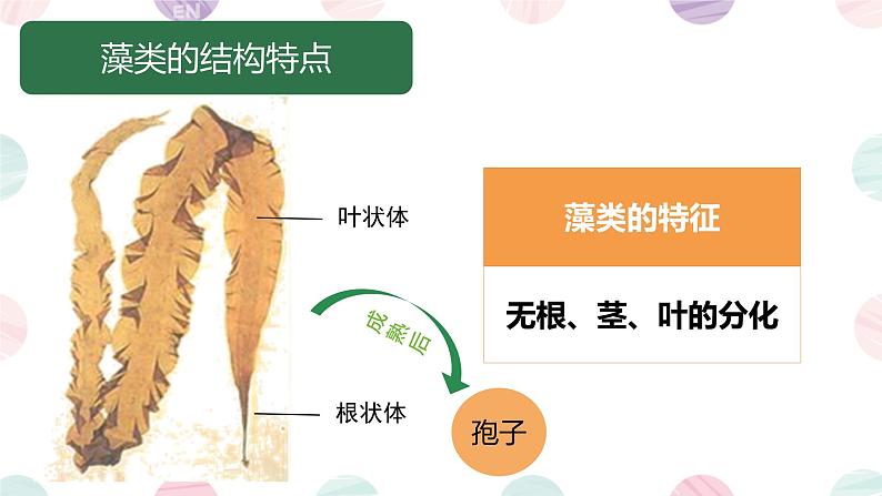 初中  生物  人教版（2024）  七年级上册第一节 藻类、 苔藓和蕨类 课件第8页