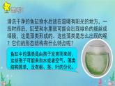 初中  生物  人教版（2024）  七年级上册第一节 藻类、 苔藓和蕨类 课件