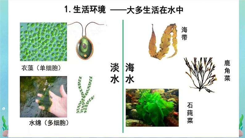 初中  生物  人教版（2024）  七年级上册第一节 藻类、 苔藓和蕨类 课件第6页