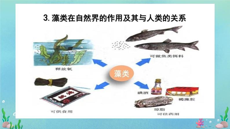 初中  生物  人教版（2024）  七年级上册第一节 藻类、 苔藓和蕨类 课件第8页