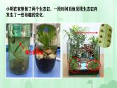 初中  生物  人教版（2024）  七年级上册第一节 藻类、 苔藓和蕨类 课件