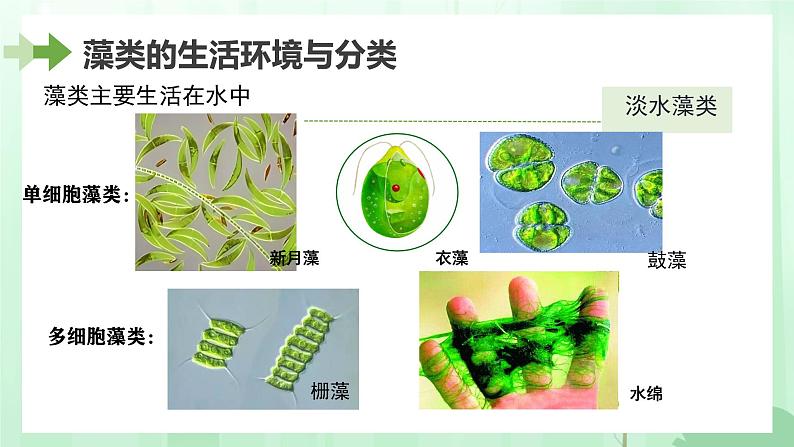 初中  生物  人教版（2024）  七年级上册第一节 藻类、 苔藓和蕨类 课件第5页