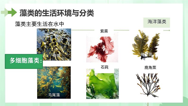 初中  生物  人教版（2024）  七年级上册第一节 藻类、 苔藓和蕨类 课件第6页