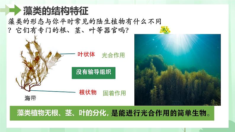 初中  生物  人教版（2024）  七年级上册第一节 藻类、 苔藓和蕨类 课件第7页