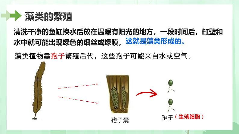 初中  生物  人教版（2024）  七年级上册第一节 藻类、 苔藓和蕨类 课件第8页