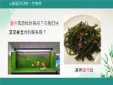 初中  生物  人教版（2024）  七年级上册第一节 藻类、 苔藓和蕨类 课件